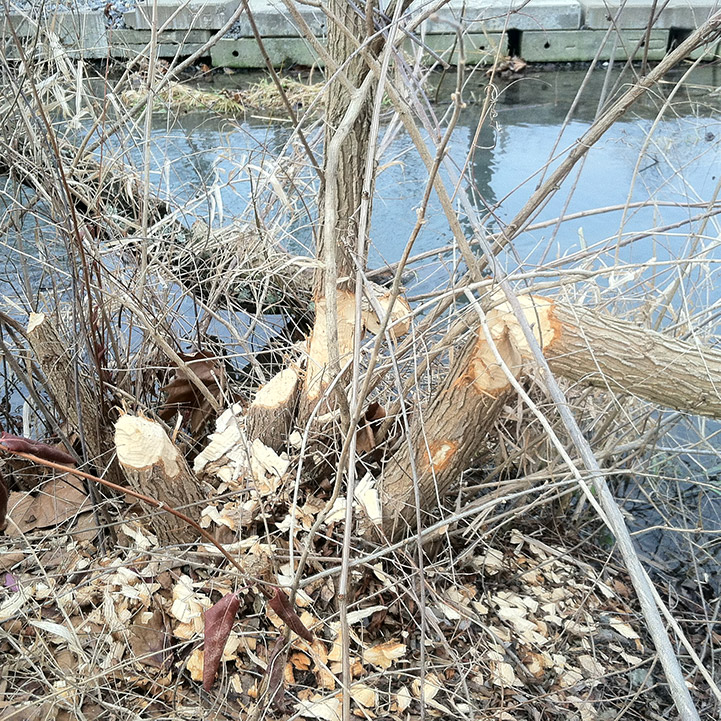 expert-beaver-trapping